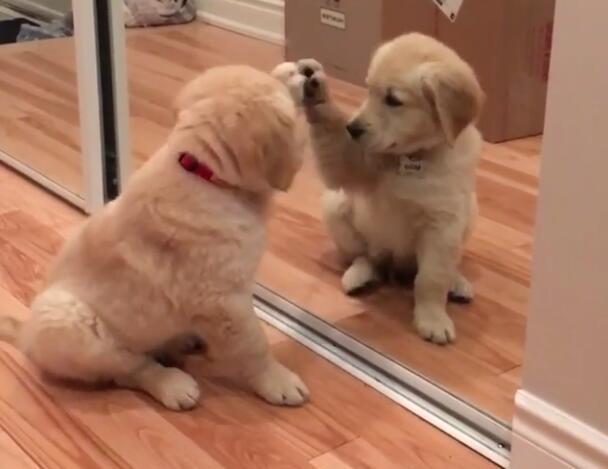小金毛一直对着镜子发愣,主人凑近一看忍不住笑喷