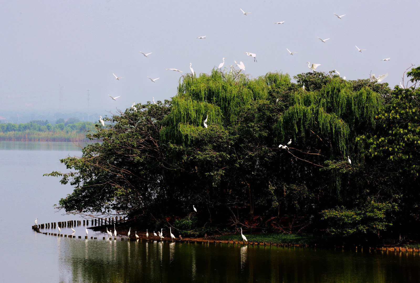 人间仙境候鸟天堂塘马水库值得去