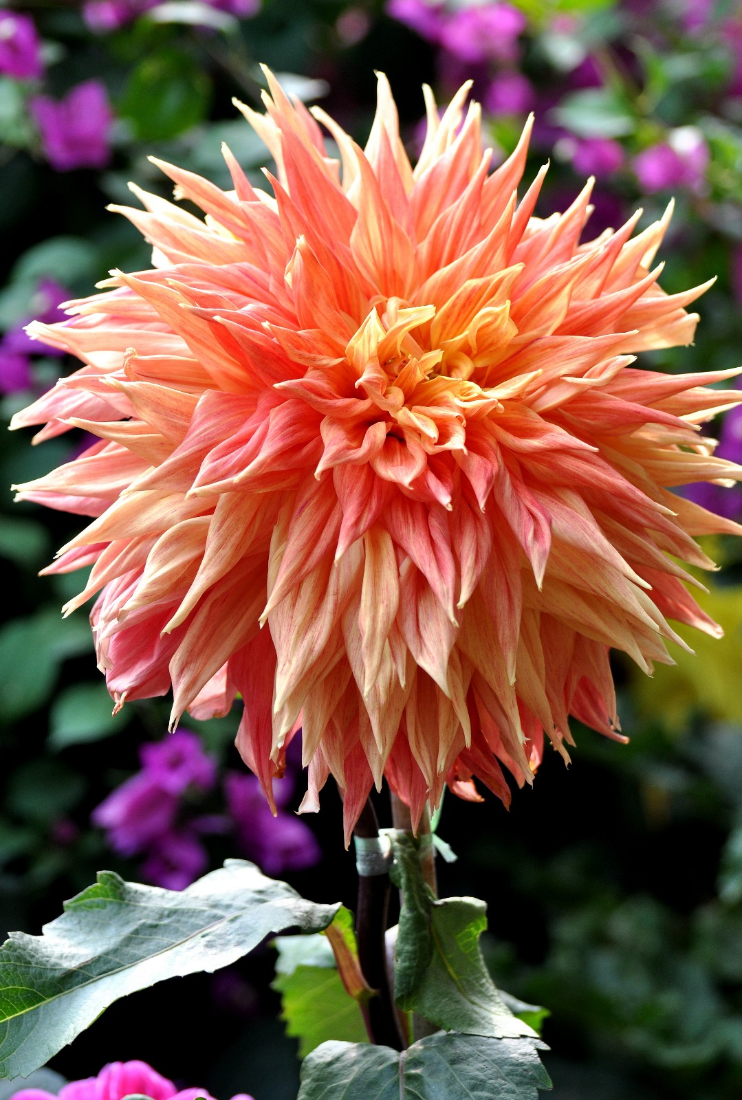 富贵漂亮的大丽花原创摄影