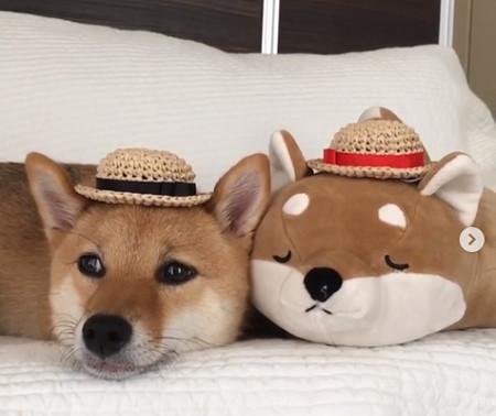 因此饲主时常将hana放进包包里就出门旅游,只见它露出一颗头,左顾右盼