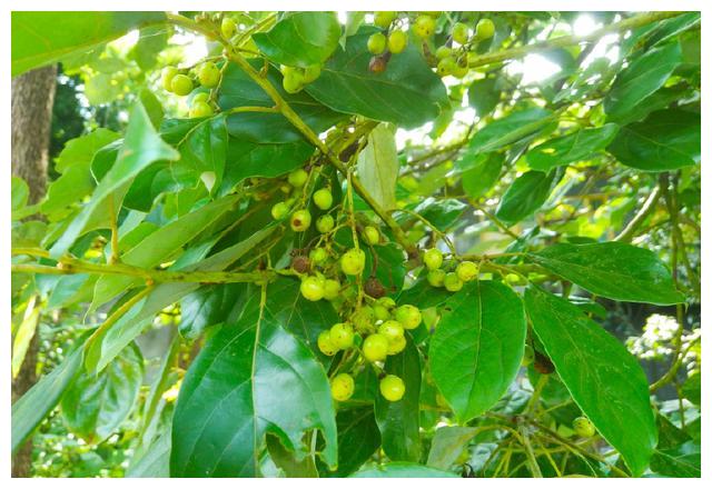 农村这种树闻着有香味,它是珍贵的江南四大名木之一,你认识吗?