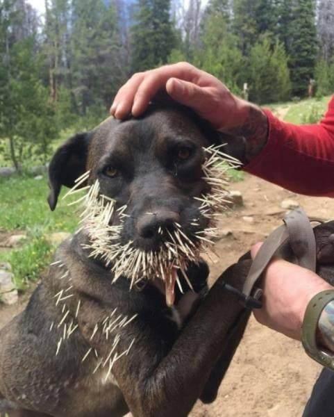 狗,人类最忠诚最好的朋友