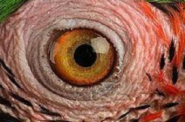 心理测试哪只眼睛是蛇眼测你5年后的社会地位有多高