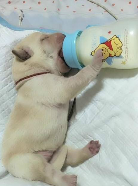 搞笑趣图,狗狗喝奶的样子萌翻