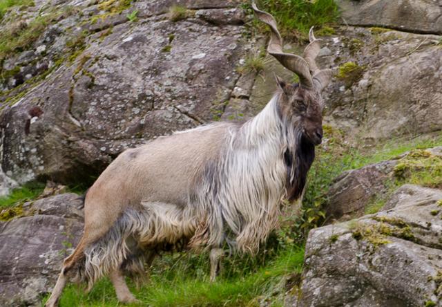 这只拥有独特羊角的山羊堪称神兽超有灵气的模样让人好想摸一摸
