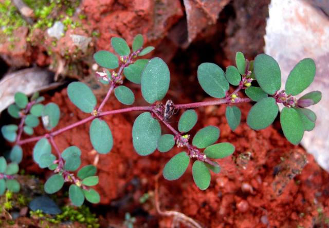 农村小时候最好玩的"牛奶草",被称为害草,但营养却比牛奶好!