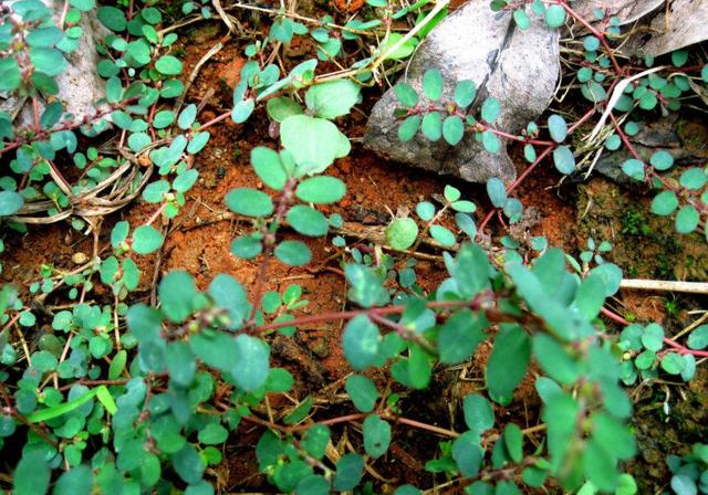 农村小时候最好玩的"牛奶草",被称为害草,但营养却比牛奶好!