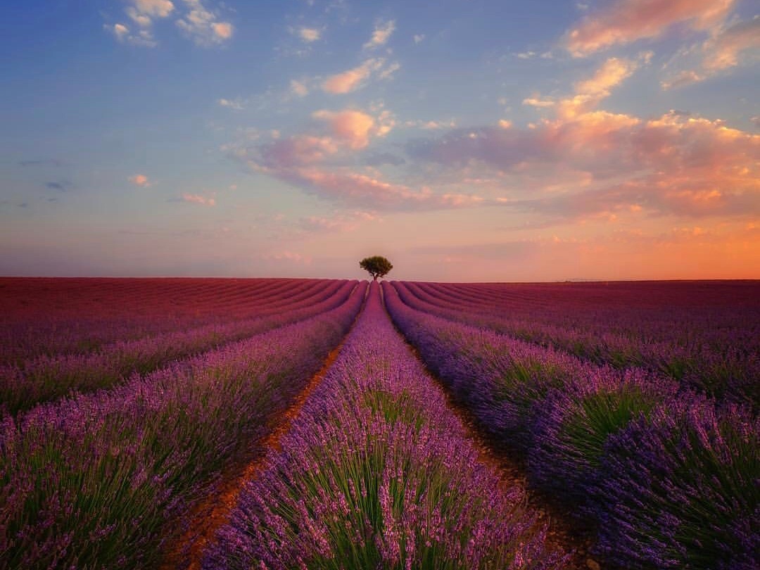 一生一定要去普罗旺斯看一次薰衣草,把心留在最浪漫的花海!_新浪看点