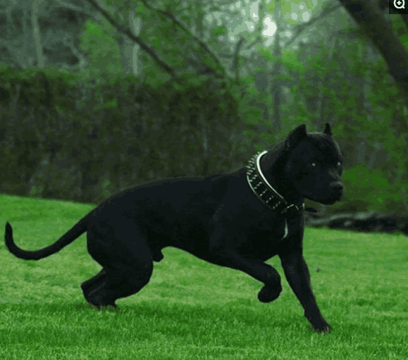 黑色卡斯罗, 幽灵一般的存在|卡斯罗|幽灵|猛犬_新浪新闻