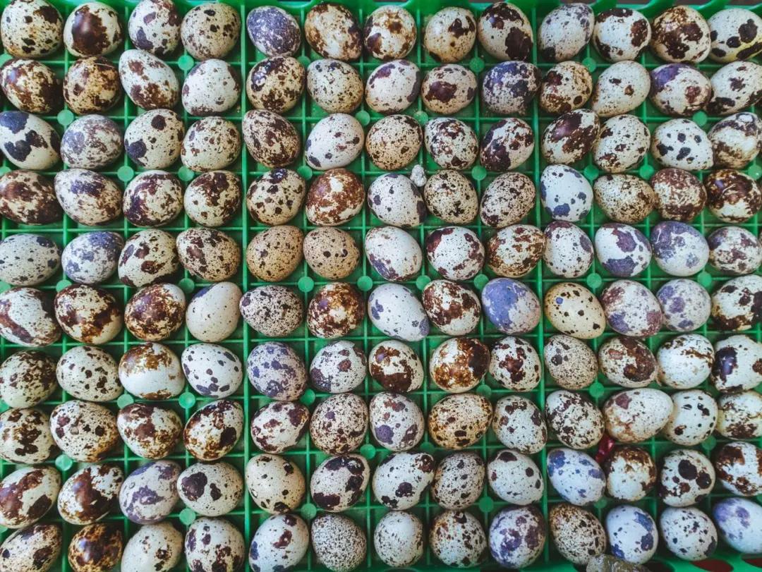 白鹤|草莓|菜市场_新浪新闻