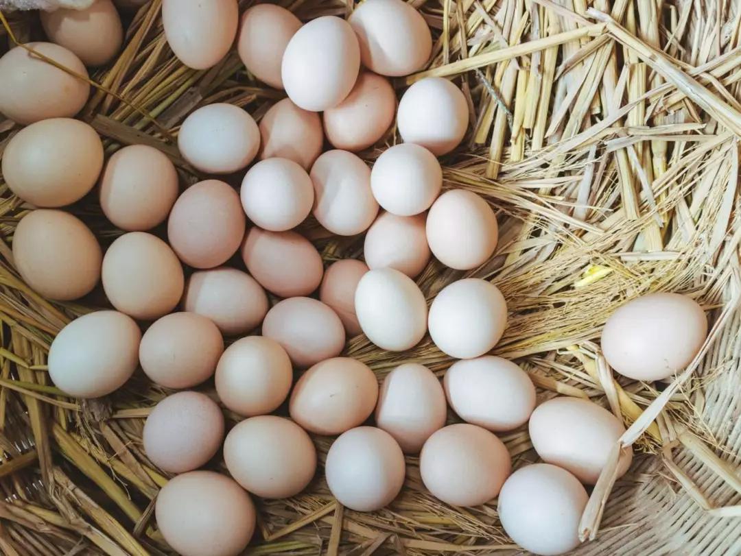 白鹤|草莓|菜市场_新浪新闻