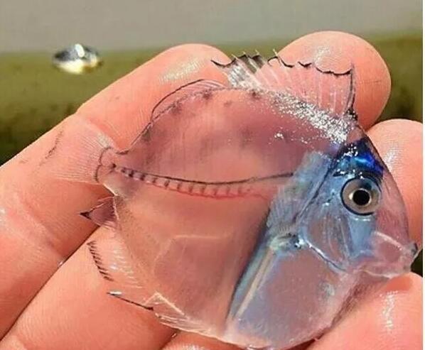 身体是透明的像玻璃一样骨骼和身体构造清晰可见 阿波罗新闻网