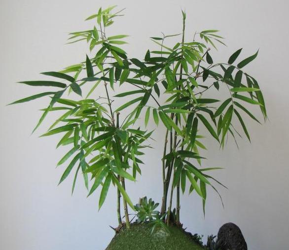 竹盆景寓意深厚从古至今文人墨客趋之如骛