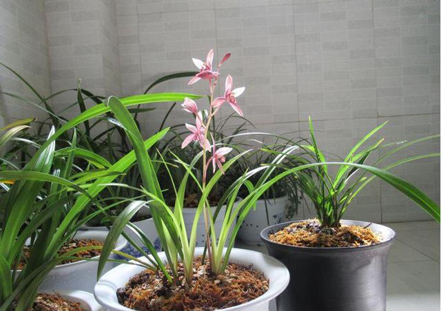 兰花12个月份的科学养殖方法,照搬就行了