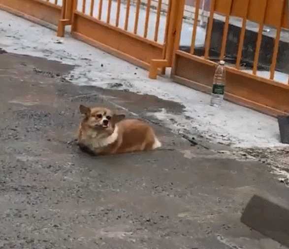 柯基陷进水泥里,扭头看工人,抓起时发现小碎步太可爱!