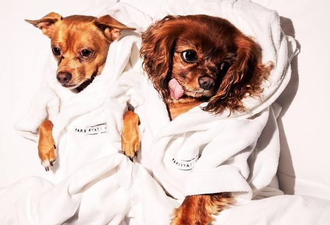 狗子们时尚情侣装街头闪亮出现, 在这个光棍节抓紧脱单吧