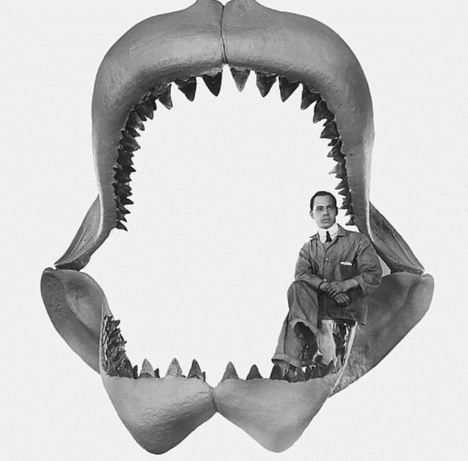 巨齿鲨:地球上生存过的最强杀手