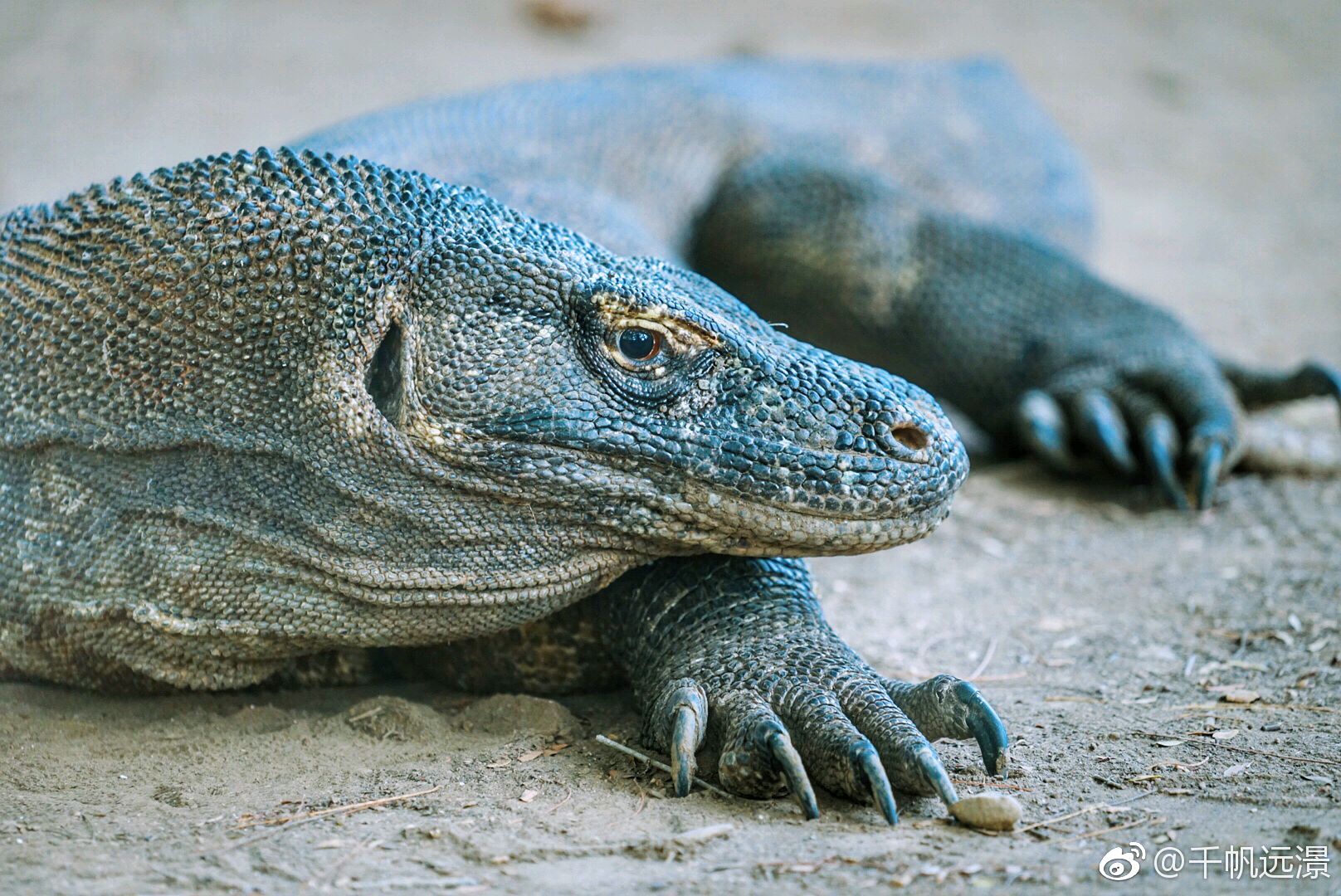 恐龙真的都灭绝了吗?鳄鱼、科莫多巨蜥和恐龙真没一点...