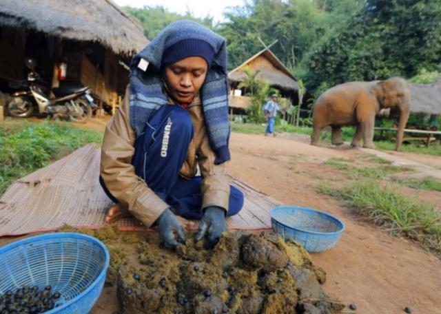 世界上最贵的咖啡——"象屎咖啡", 喝一杯彰显身份地位
