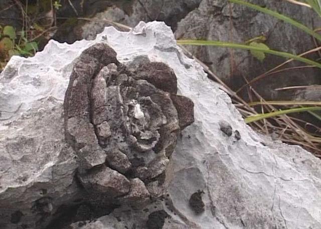 但是确实就存在这样的奇观,这个地方就是广西都安石头开花景区,不知道