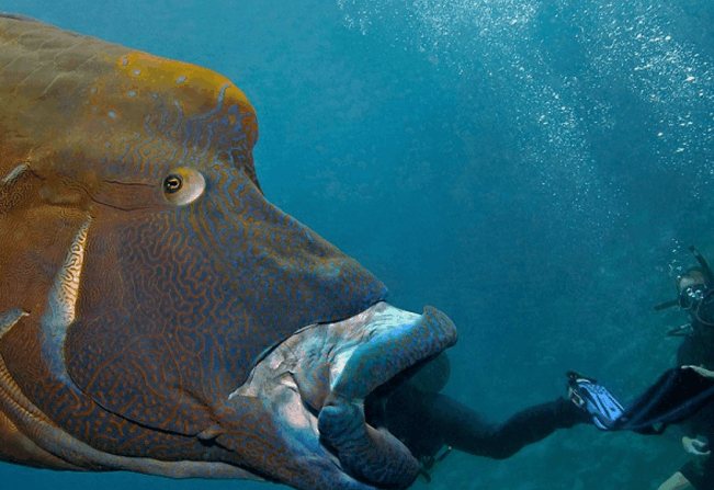世界上最深的深海鱼图片