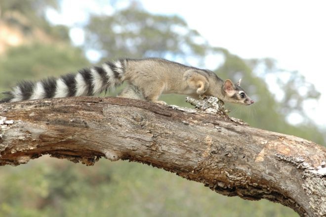 环尾猫,食肉目浣熊科动物,产于北美洲西南部,杂食性动物|浣熊|北美洲