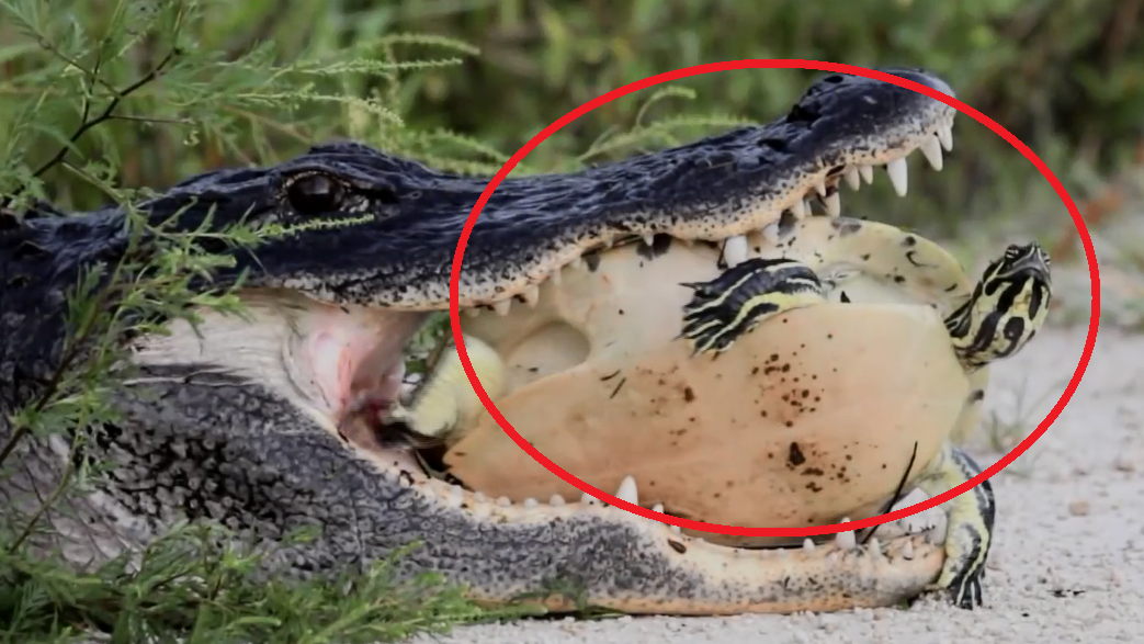 外国男子拿香蕉喂猩猩,下一幕猩猩的反应把周围人都乐坏了