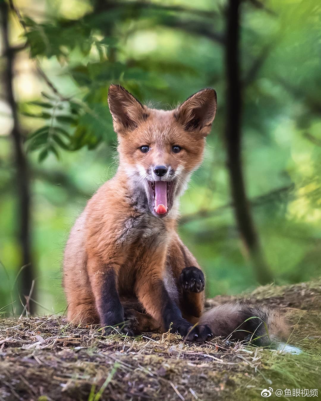 摄影师ossisaarinen镜头下的野生小狐狸