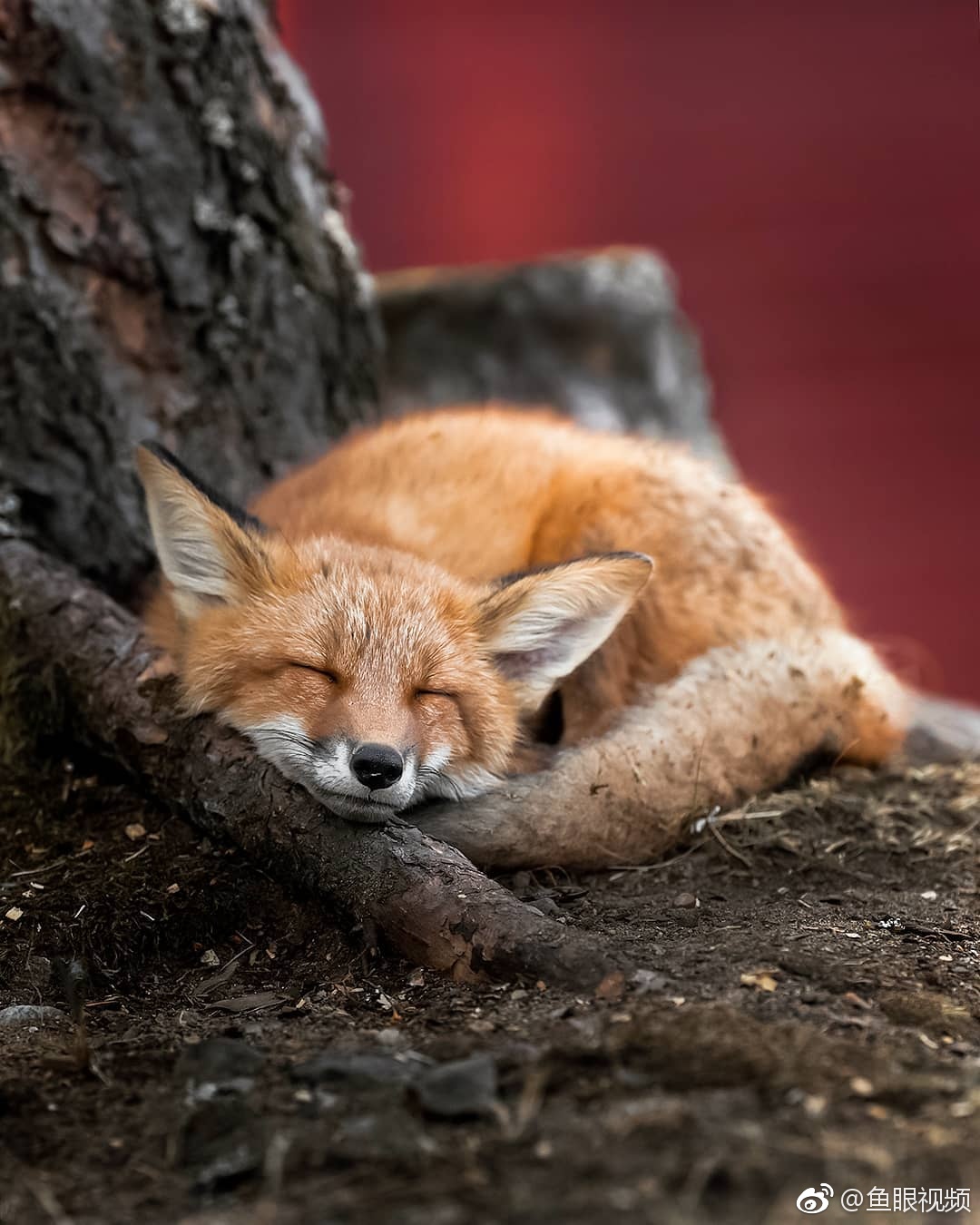 摄影师ossisaarinen镜头下的野生小狐狸