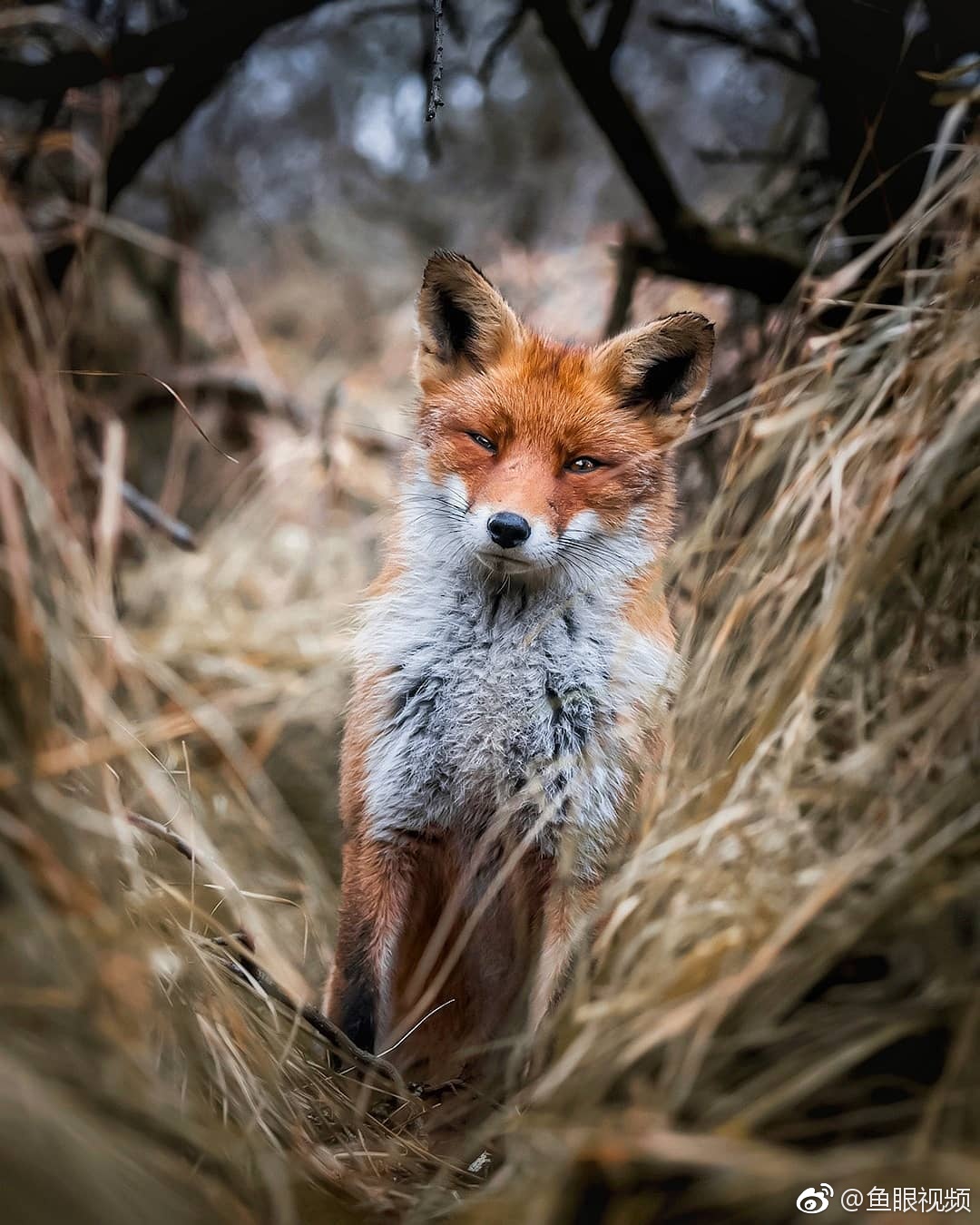 摄影师ossisaarinen镜头下的野生小狐狸