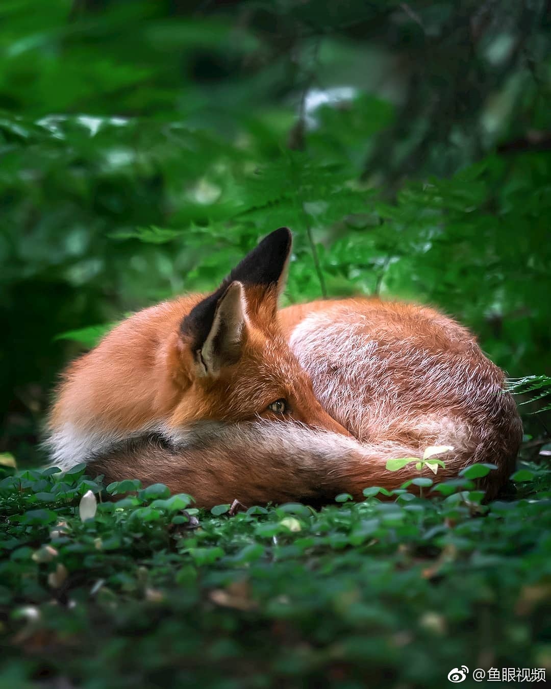 摄影师ossisaarinen镜头下的野生小狐狸