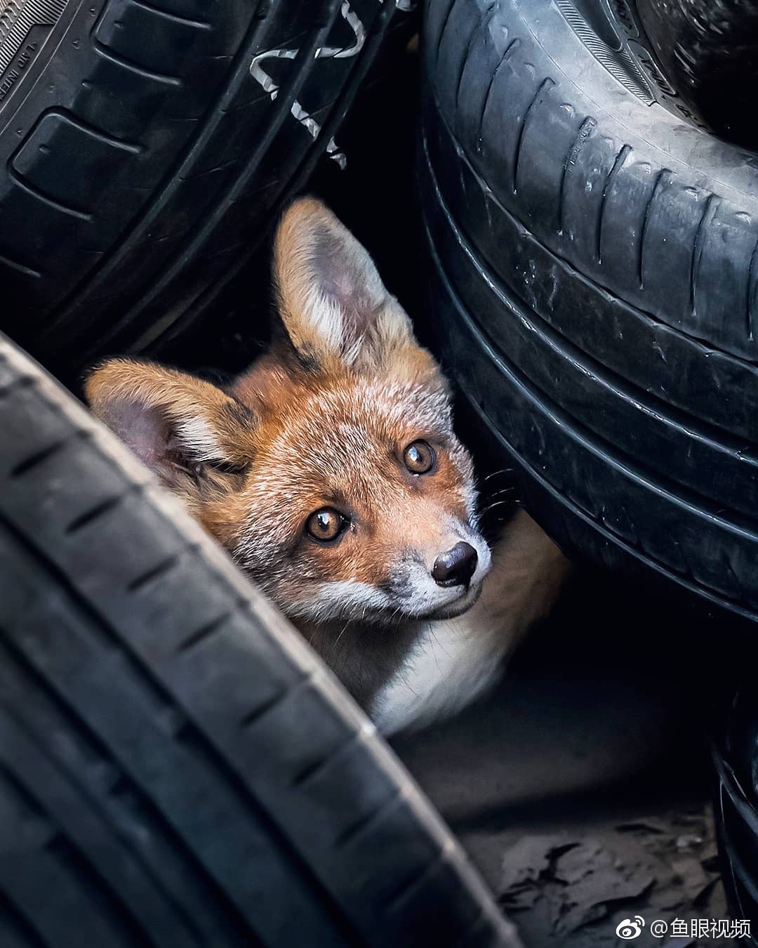 摄影师ossisaarinen镜头下的野生小狐狸