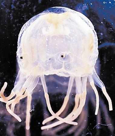 水母|章鱼|艾基_新浪新闻