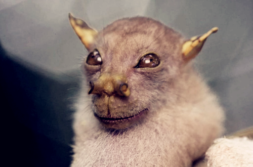 丑到没朋友的13种动物闹着玩也不能长成这样啊