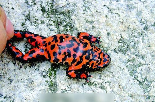 要以毒性而论,与莽牯朱蛤最贴近的是剧毒的箭毒蛙.