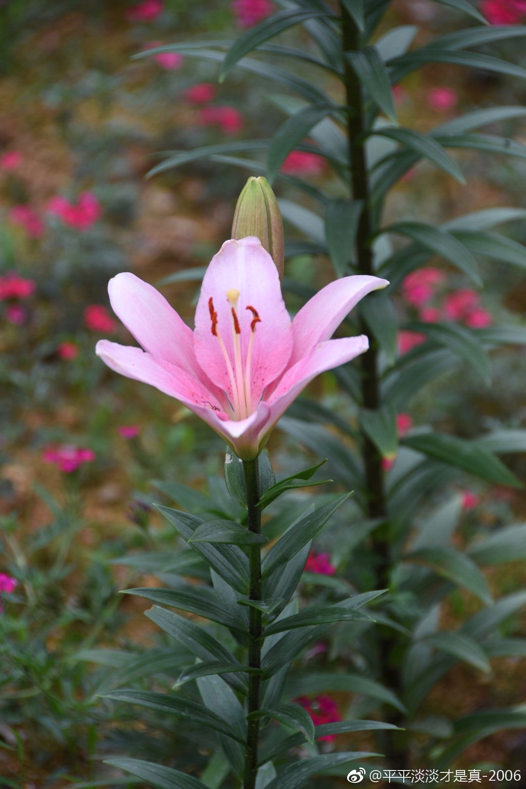 六种颜色的百合花