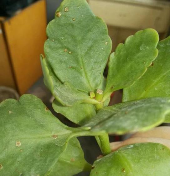 长寿花叶片上长了斑点还不敢扦插没想到只是这样