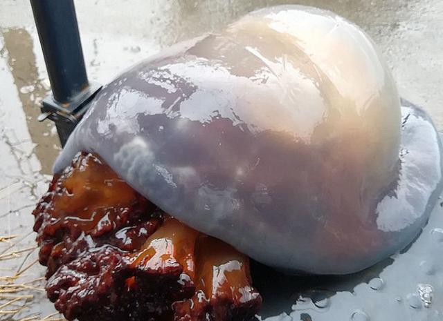 盛夏时节青岛的海蜇丰收卖出白菜价,却没想到会这么好吃