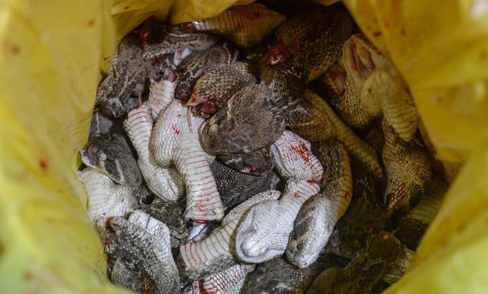 因为蛇头剧毒无比,所以会扔掉.