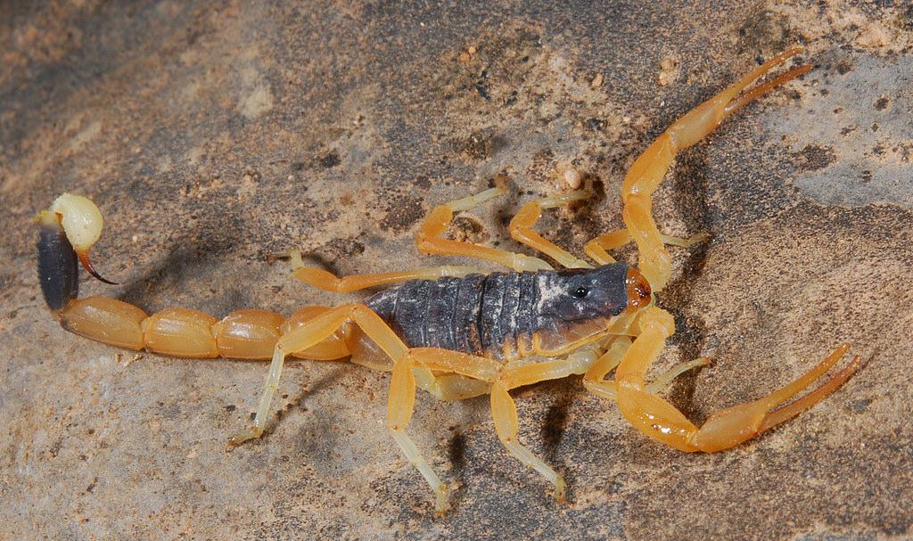 它们被称为亡灵哨兵生活在沙漠中是一种含有剧毒的蝎子