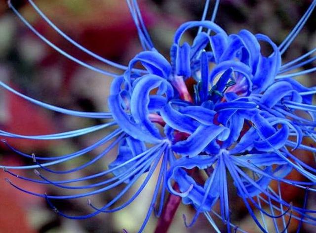 心理测试:你最喜欢哪朵彼岸花?测你和哪种人注定有缘无份