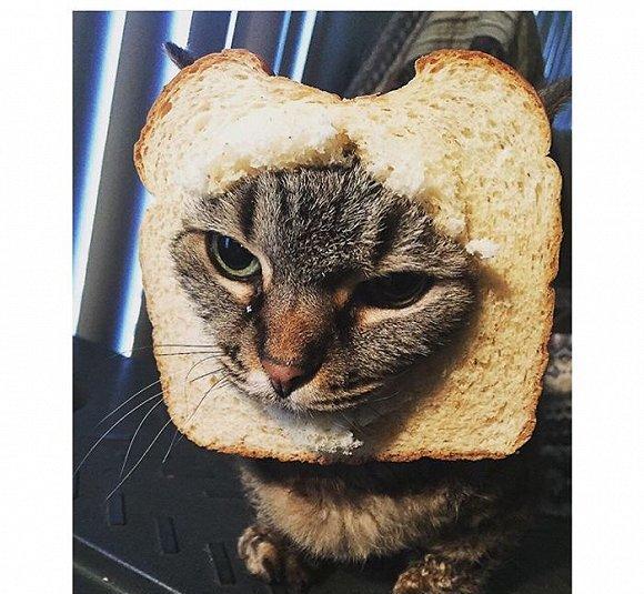 想吃又吃不到,猫咪的眼神里充满了怨恨.