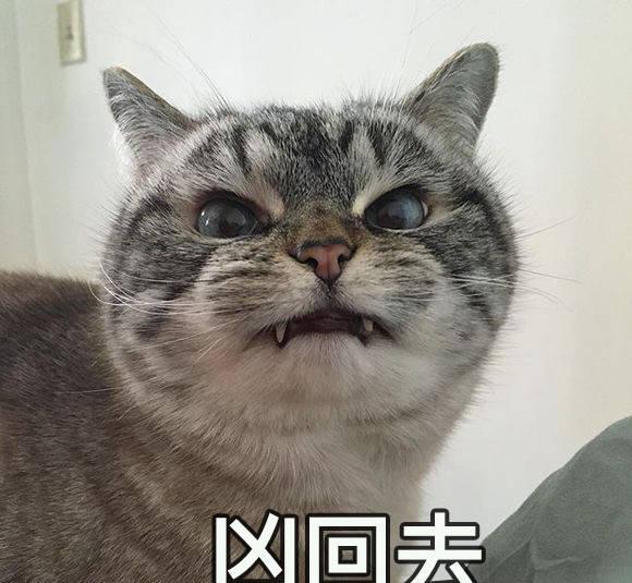 猫咪超凶表情包