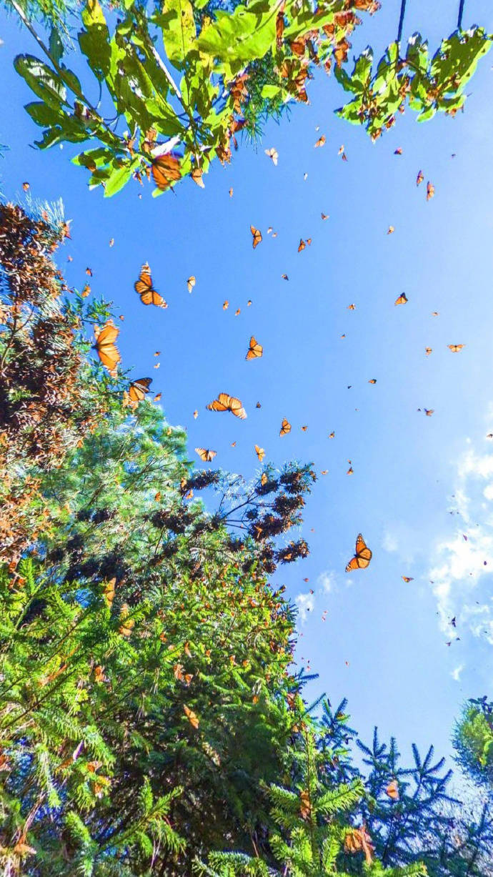墨西哥蝴蝶谷世界八大自然奇观中的绝妙一景仙境也不过如此吧