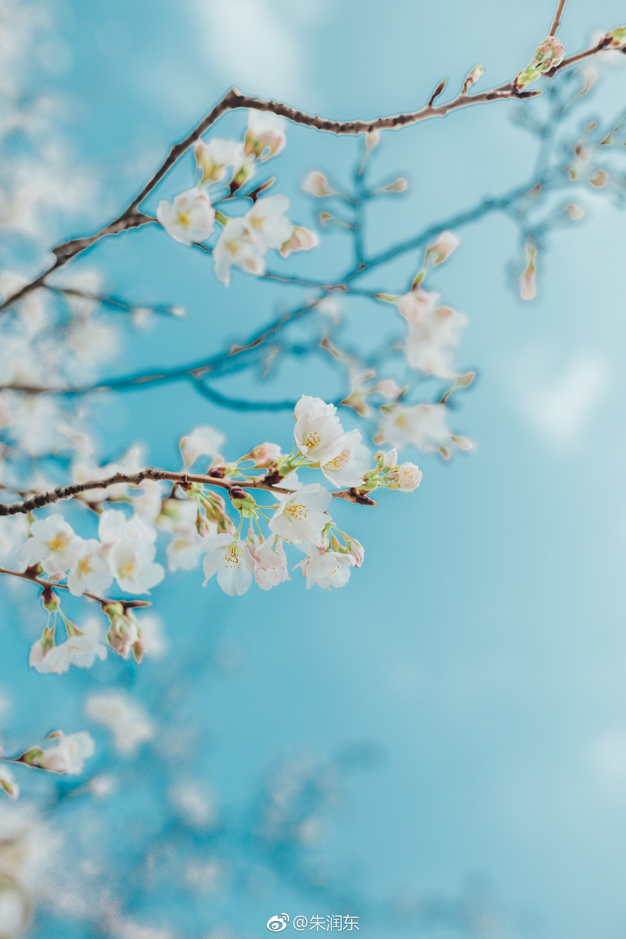 关于南京Ⅵ 南林樱花|樱花|南京_新浪新闻