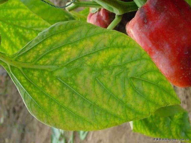 辣椒种植缺素不是小问题辣椒缺镁如何防治