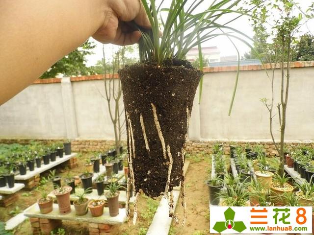 养殖兰花植料新概念