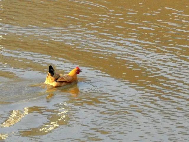 抓拍会游泳的鸡,看得鸭子一脸茫然