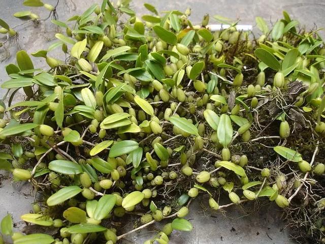 山里石头上的金枣山里人当做免费补品却不知它卖40元一