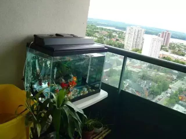 还买啥鱼缸,在阳台上砖砌一个鱼池,漂亮又拉风!